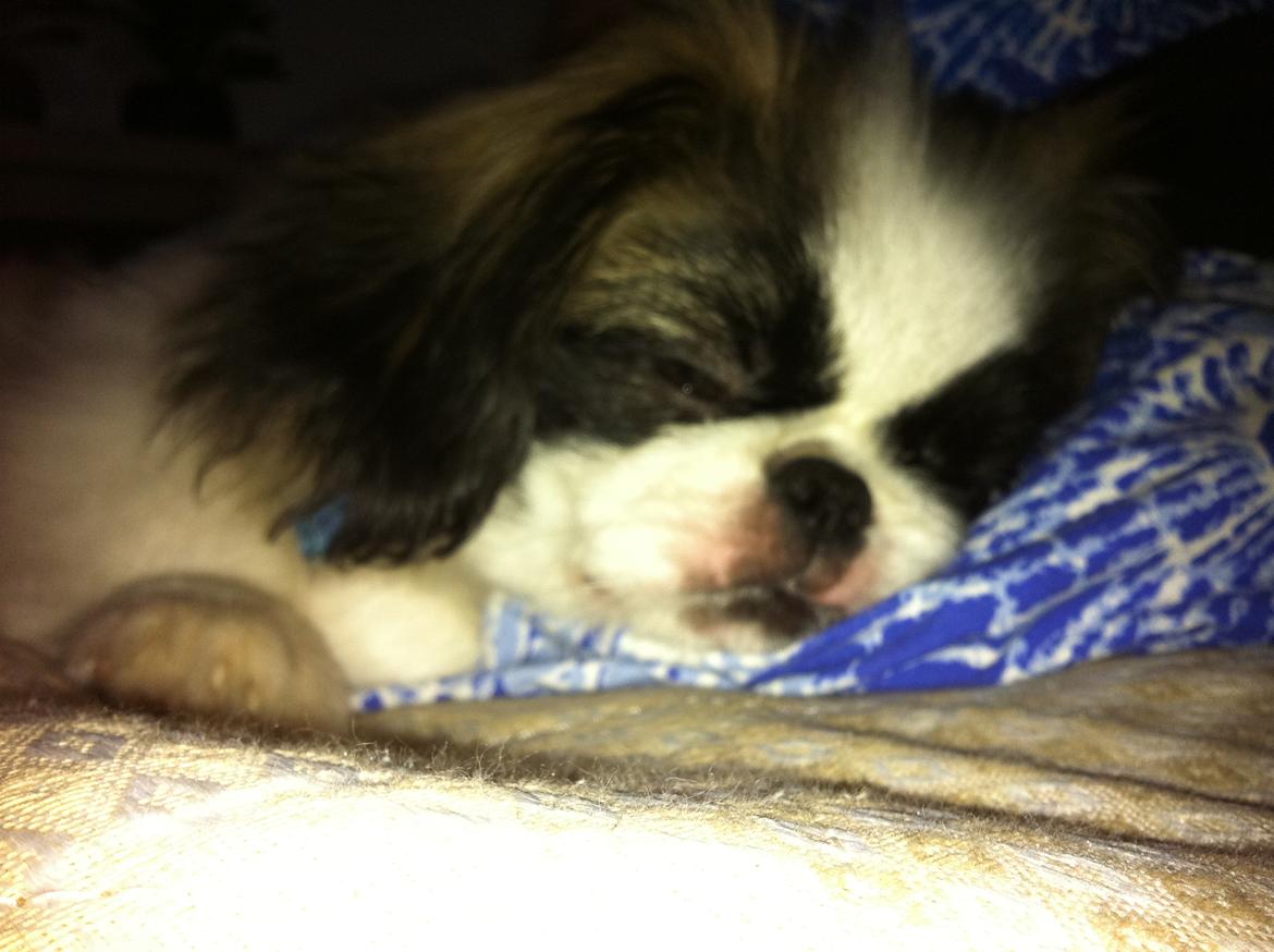 Pekingeser Morgan - 8 uger gammel ;) billede 4