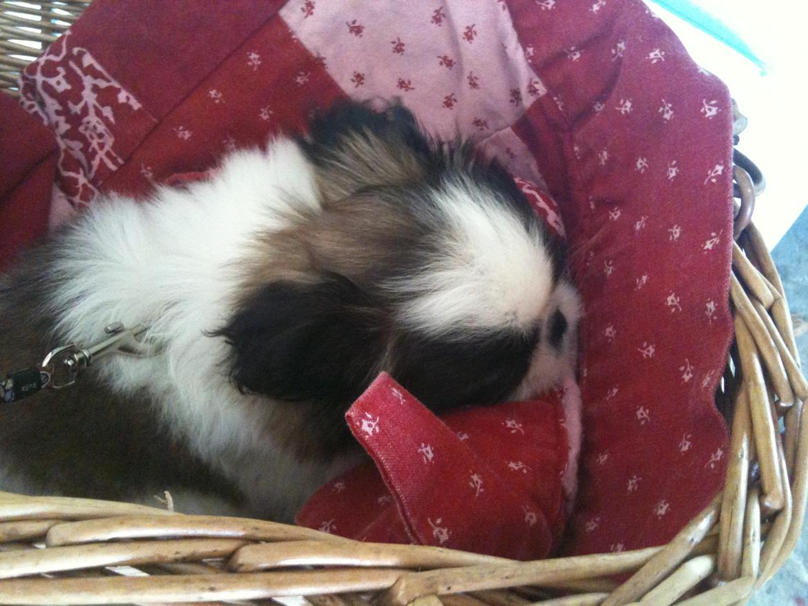 Pekingeser Morgan - Med på sin første cykeltur - 9 uger gammel :) billede 5