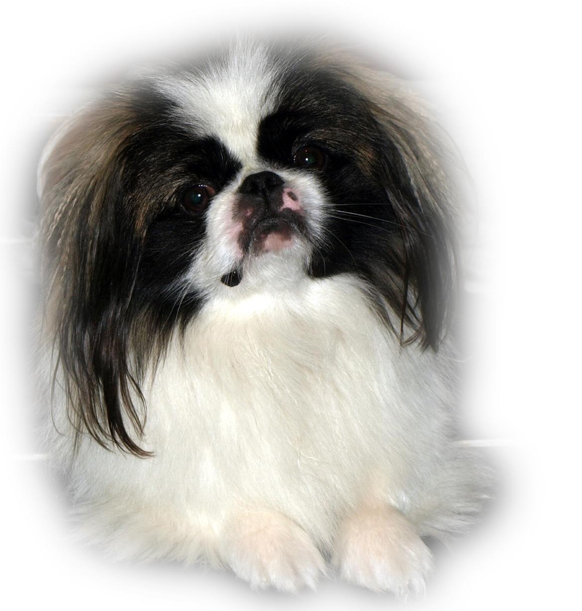 Pekingeser Morgan billede 6