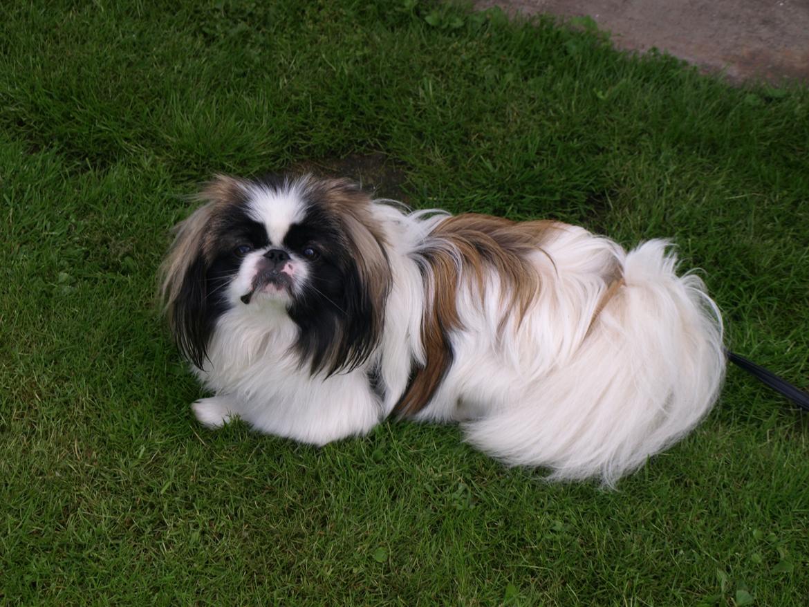 Pekingeser Morgan billede 9