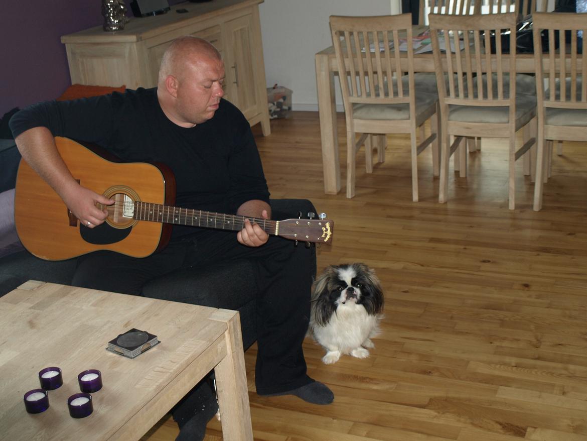 Pekingeser Morgan - Morgan nynner med, når Far synger og spiller :) billede 10
