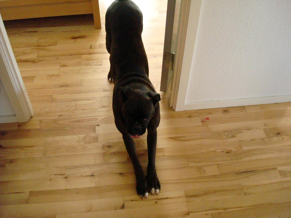 Boxer Sera - Himmelhund billede 2