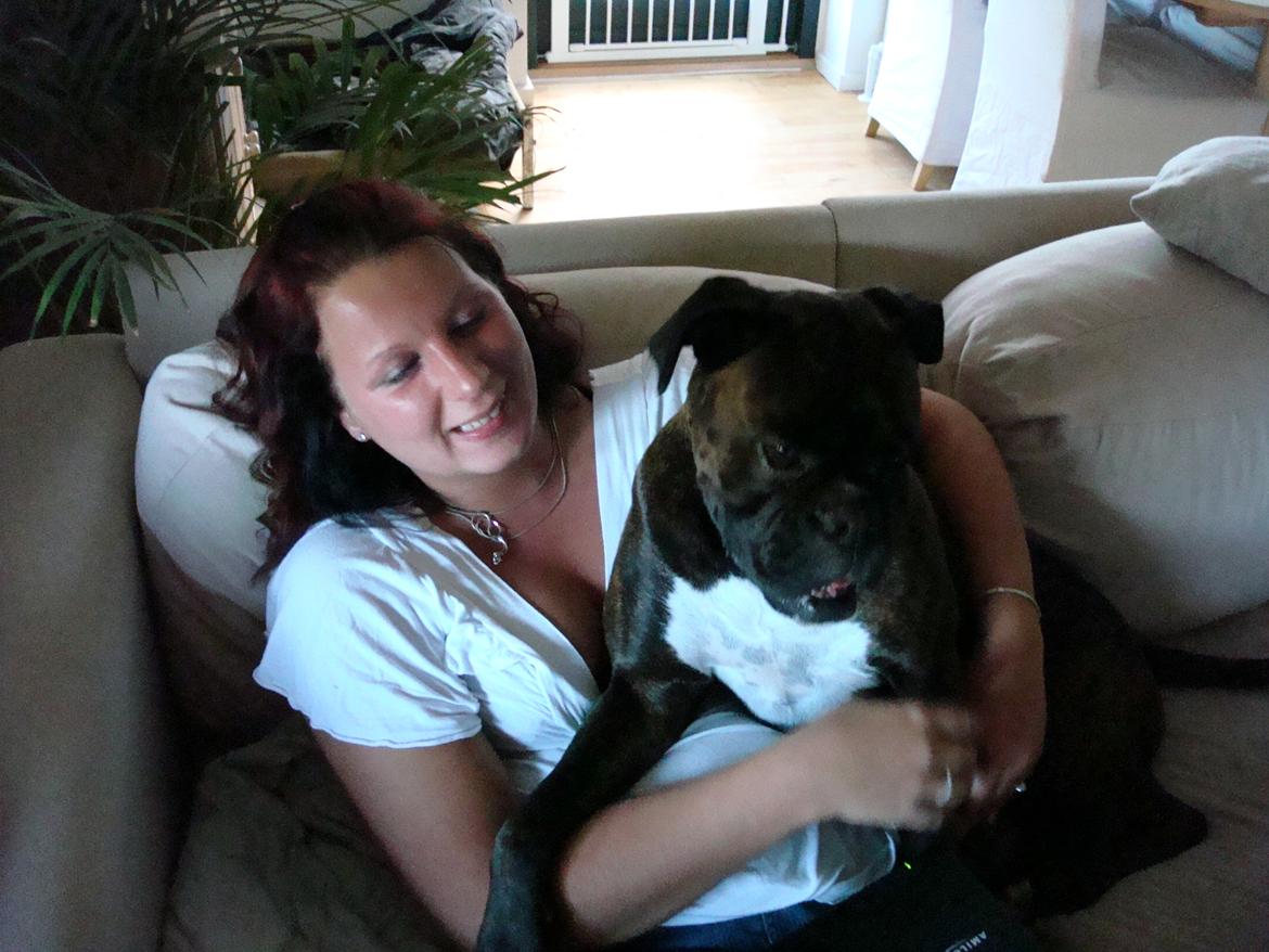 Boxer Sera - Himmelhund billede 3