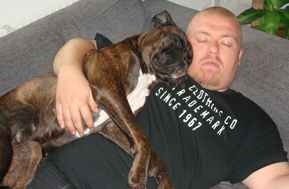 Boxer Sera - Himmelhund billede 4