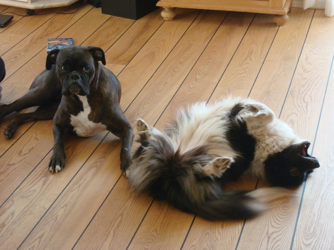 Boxer Sera - Himmelhund billede 5