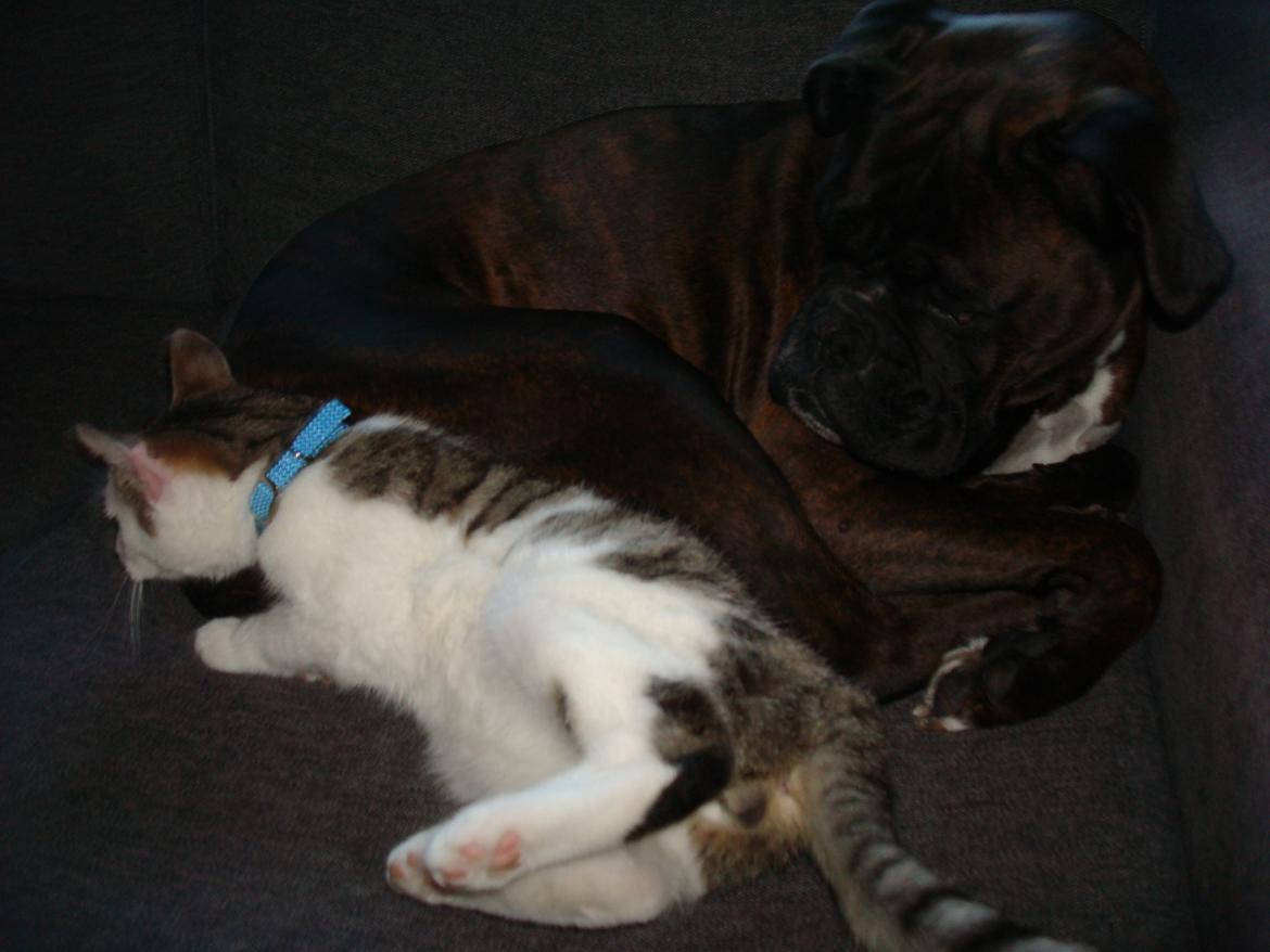 Boxer Sera - Himmelhund billede 6