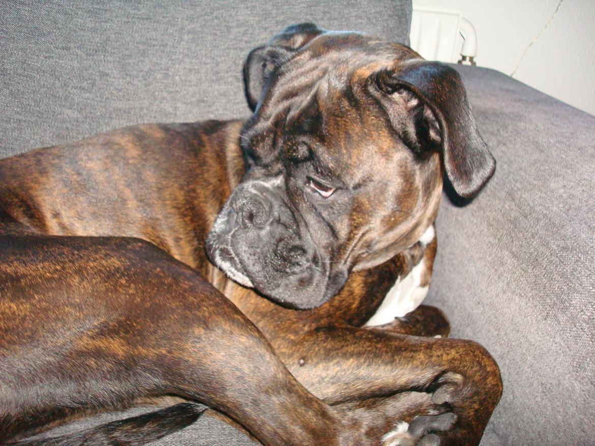Boxer Sera - Himmelhund billede 7