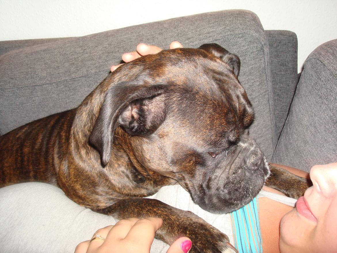 Boxer Sera - Himmelhund billede 8