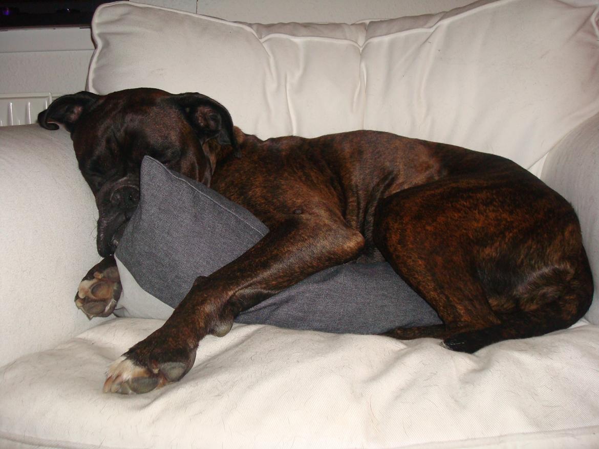 Boxer Sera - Himmelhund billede 9