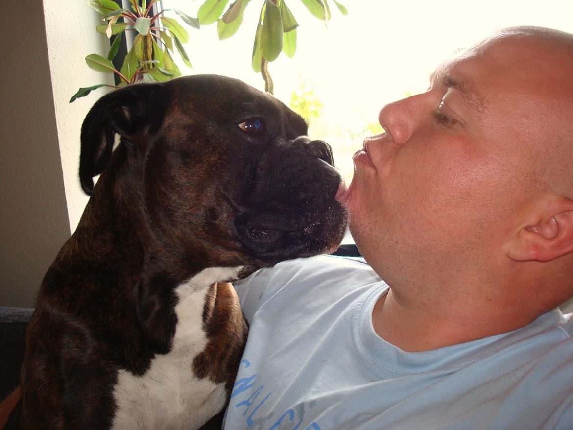 Boxer Sera - Himmelhund billede 11