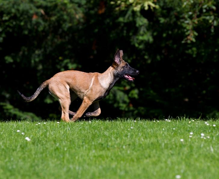 Malinois Daneskjold Asti - Fotograf: Réne med Floyd billede 10