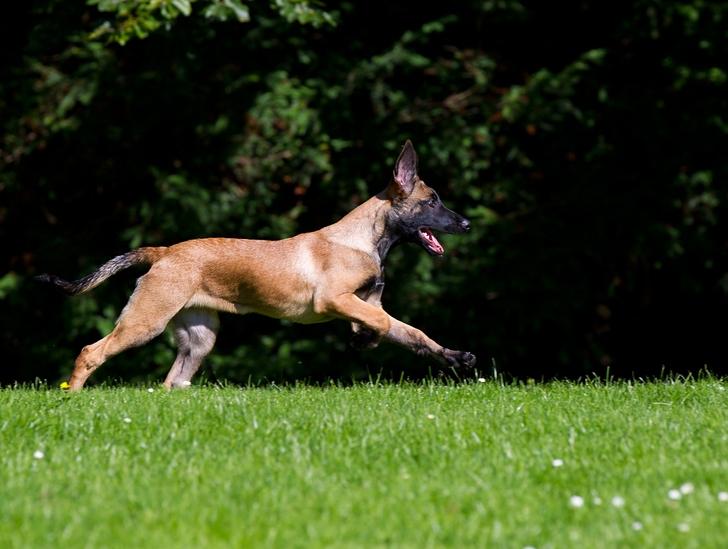 Malinois Daneskjold Asti - Fotograf: Réne med Floyd billede 11