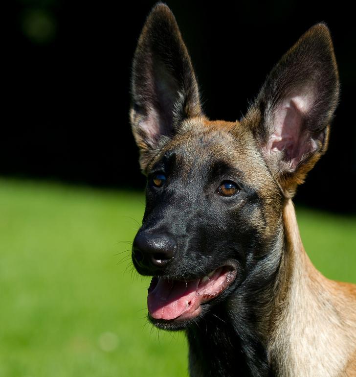 Malinois Daneskjold Asti - Fotograf: Réne med Floyd billede 12