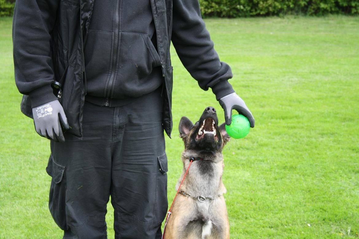 Malinois Daneskjold Asti billede 14