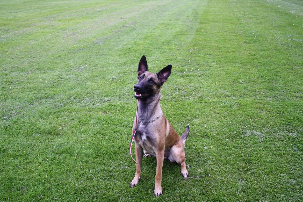 Malinois Daneskjold Asti billede 16