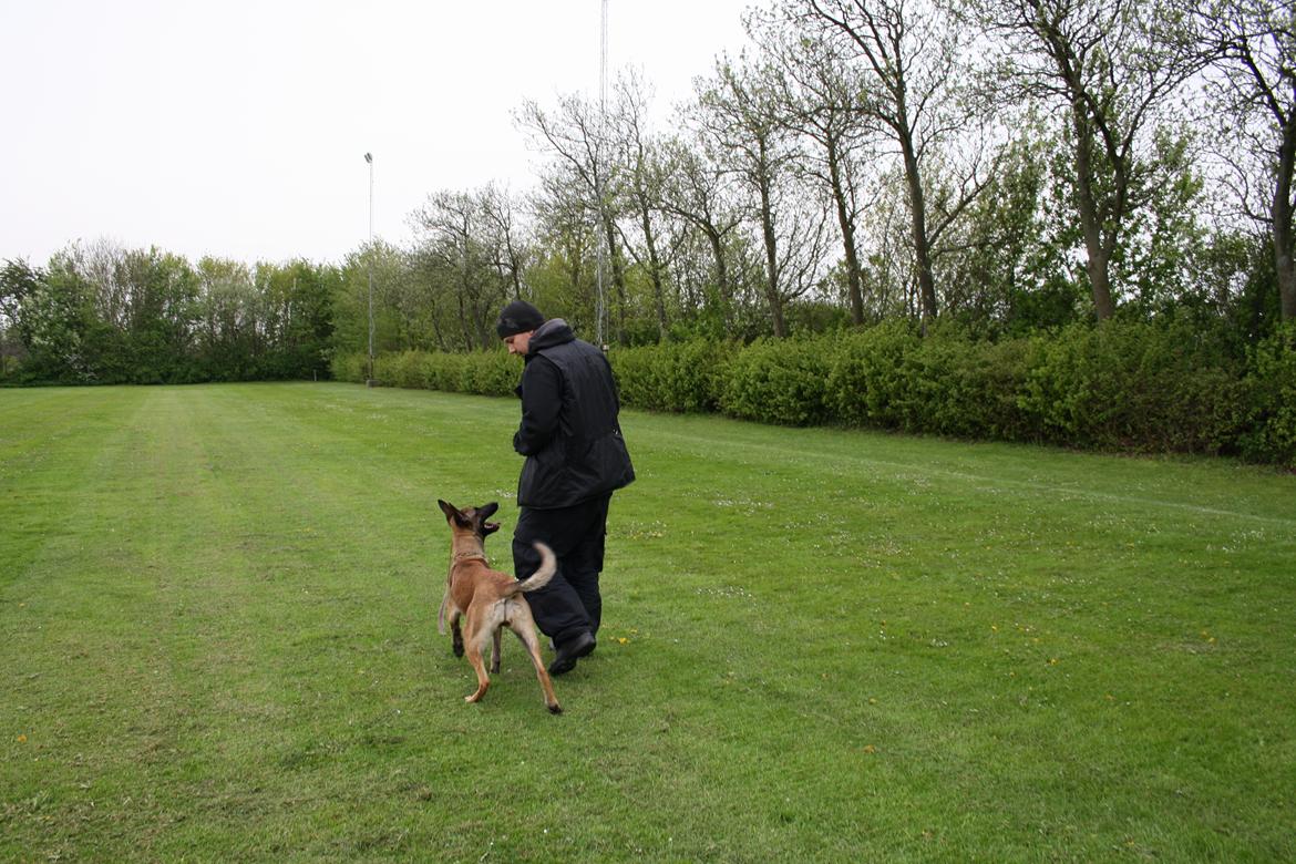 Malinois Daneskjold Asti billede 17
