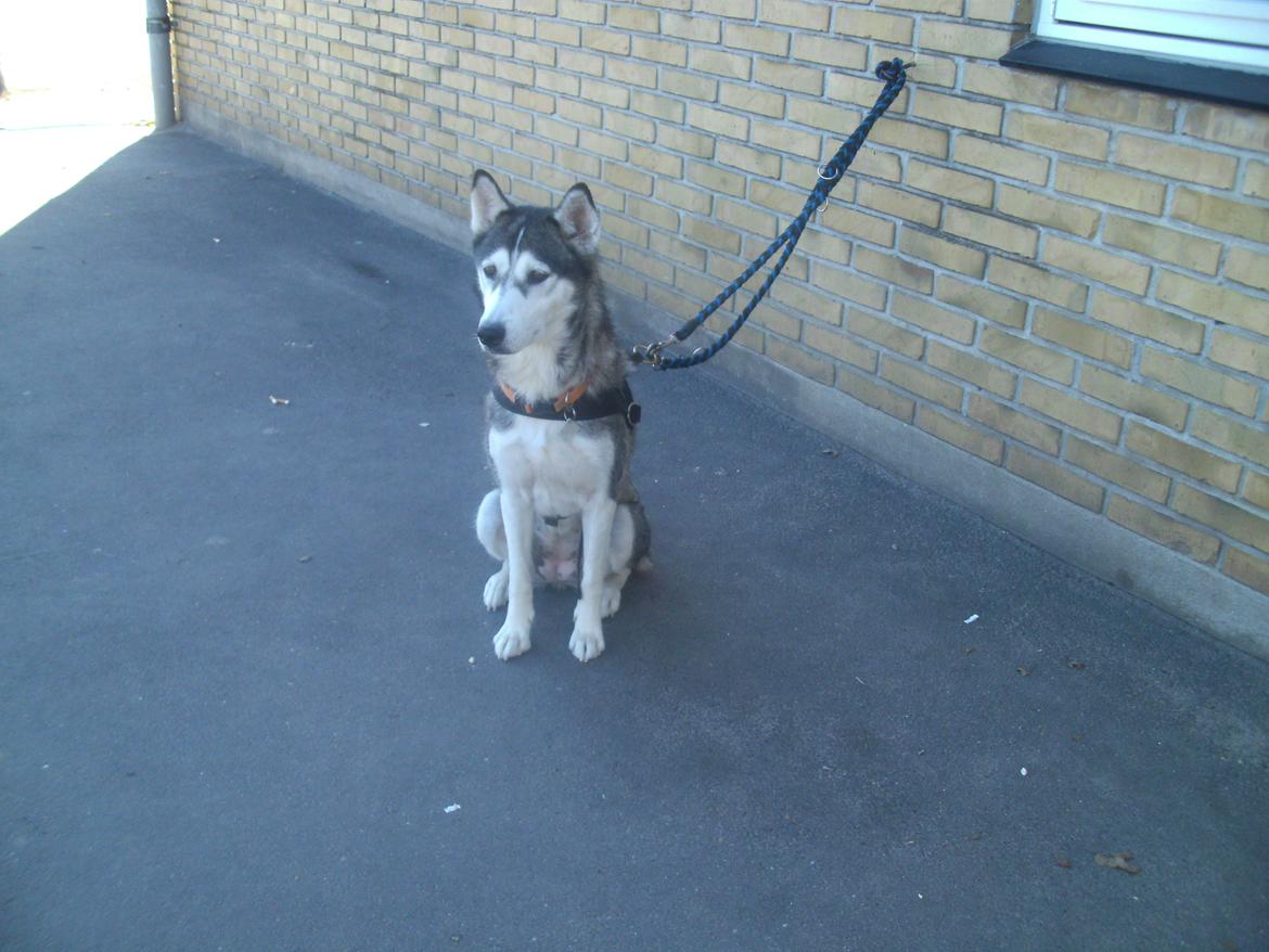 Siberian husky nala - venter pænt på mor billede 14