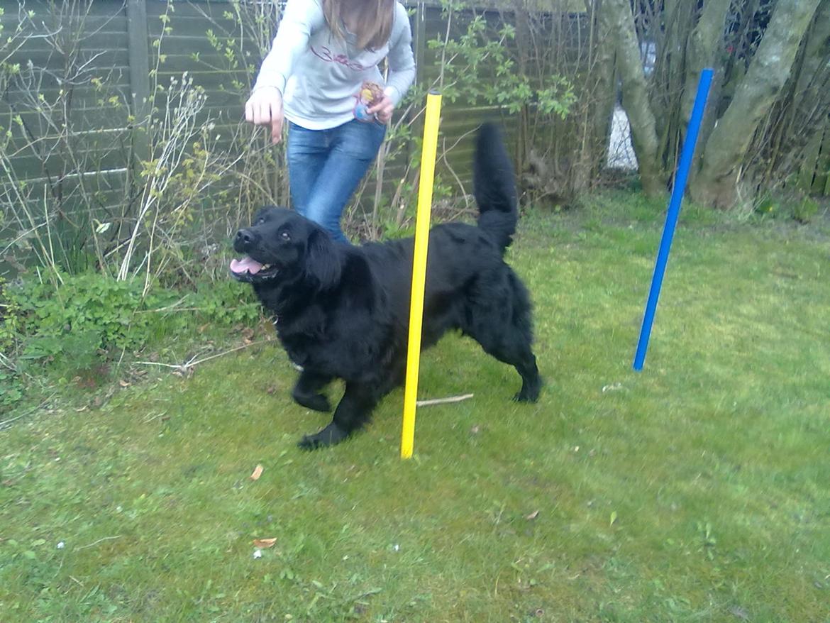 Flat coated retriever Frida billede 12