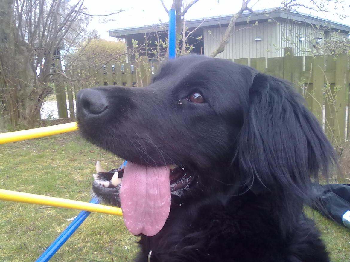 Flat coated retriever Frida billede 13