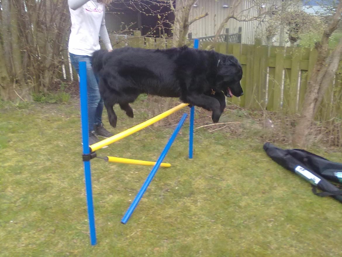 Flat coated retriever Frida billede 14