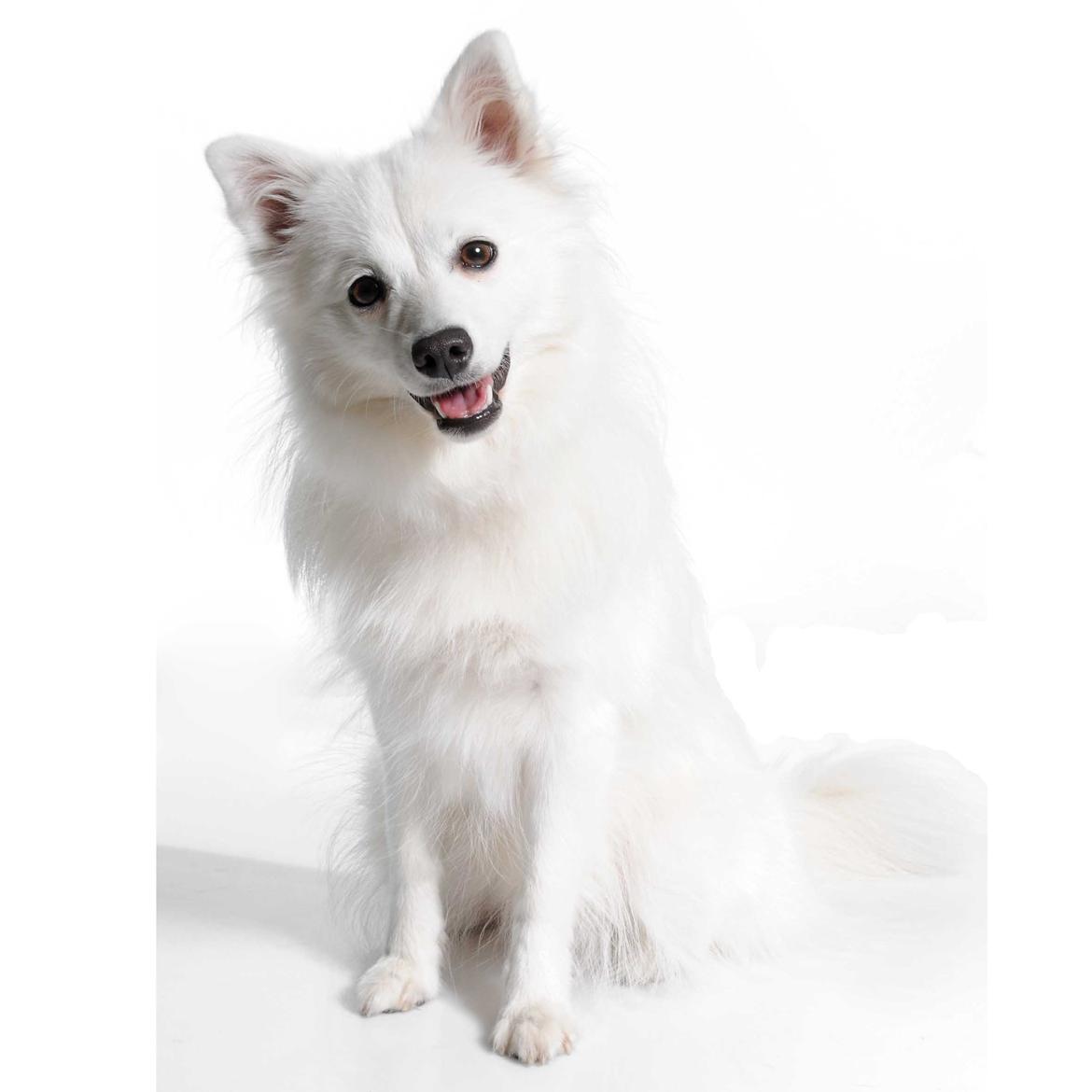 Japansk spids Selina billede 5