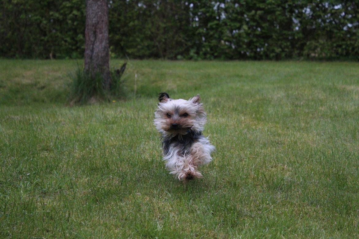 Yorkshire terrier Sofus billede 19