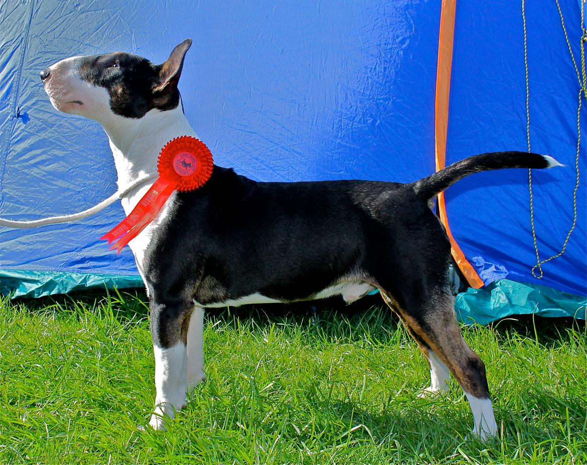 Bullterrier Bullos Agile Runner Casey by Disney - 7 mdr. Roskilde int. DKK billede 5