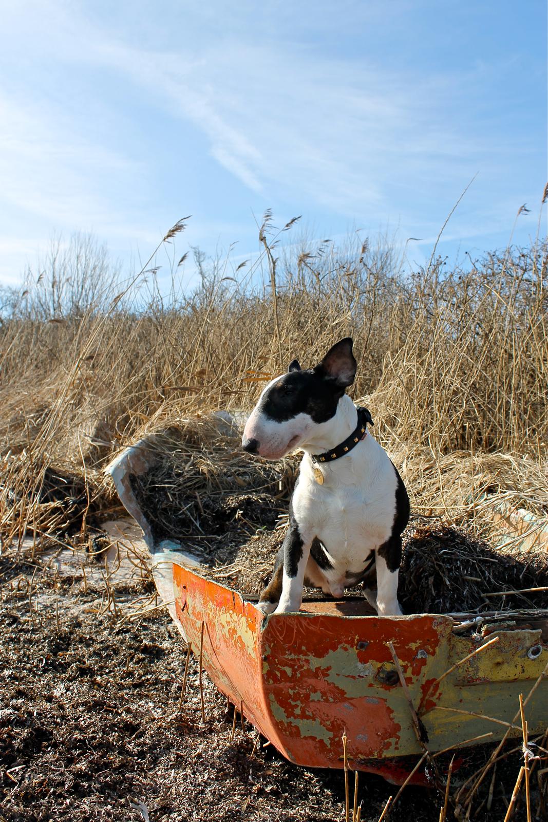 Bullterrier Bullos Agile Runner Casey by Disney billede 12