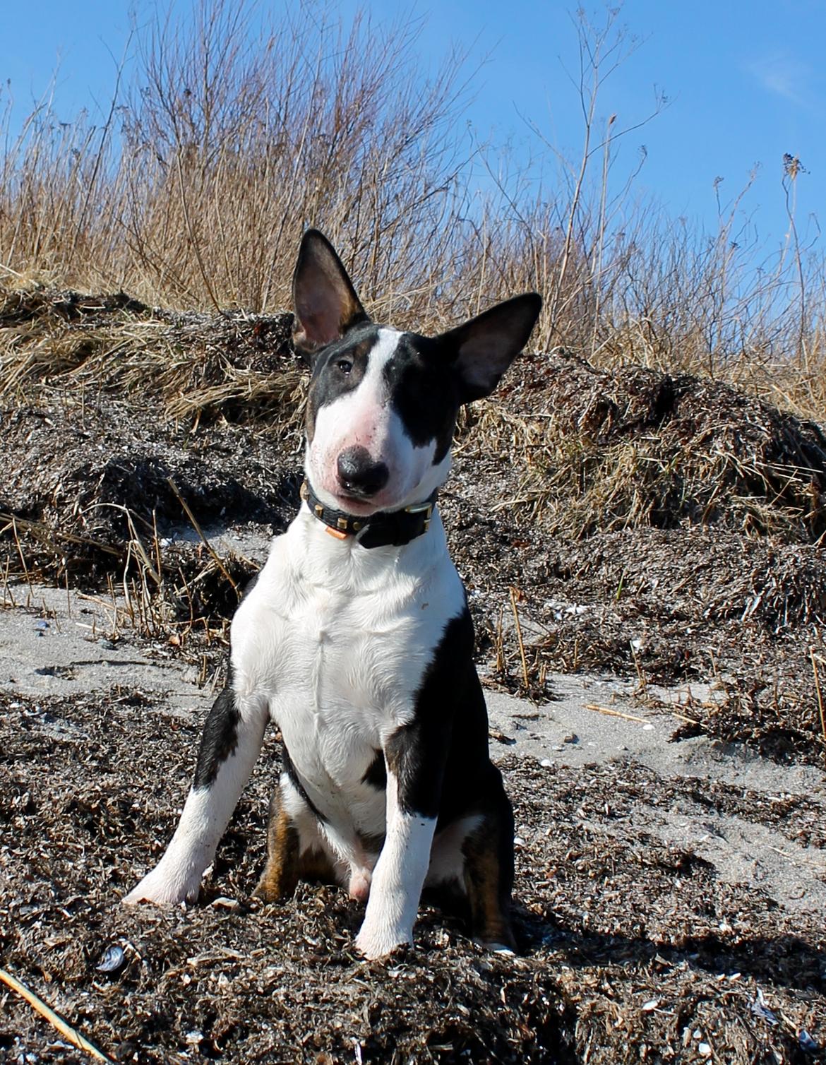 Bullterrier Bullos Agile Runner Casey by Disney billede 13