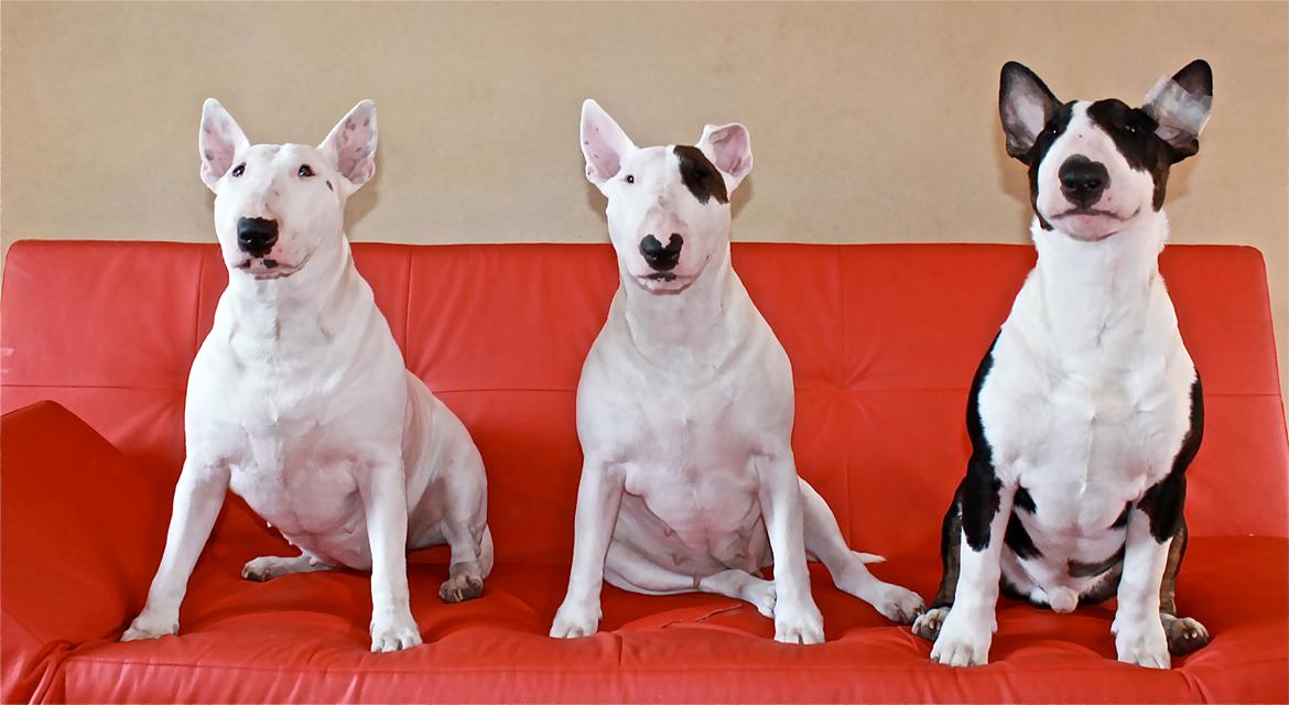 Bullterrier Bullos Agile Runner Casey by Disney - Diva, mor Disney og Casey billede 19