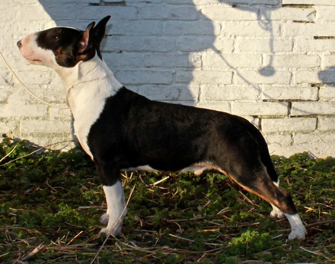 Bullterrier Bullos Agile Runner Casey by Disney - 6 mdr- billede 7