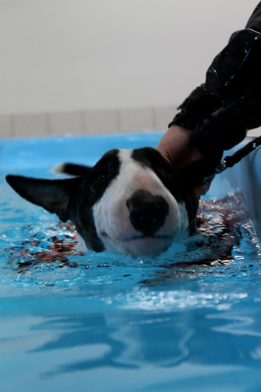 Bullterrier Bullos Agile Runner Casey by Disney - 1. svømmetime billede 10