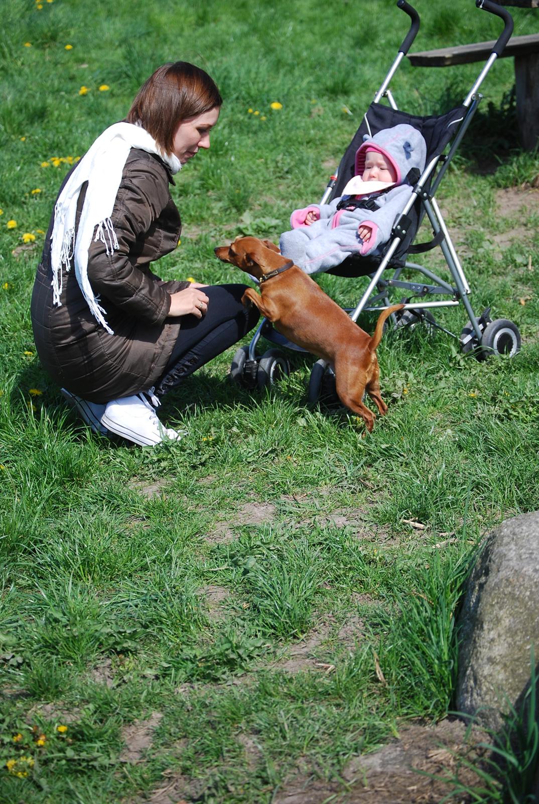 Dvaergpinscher Baily billede 16