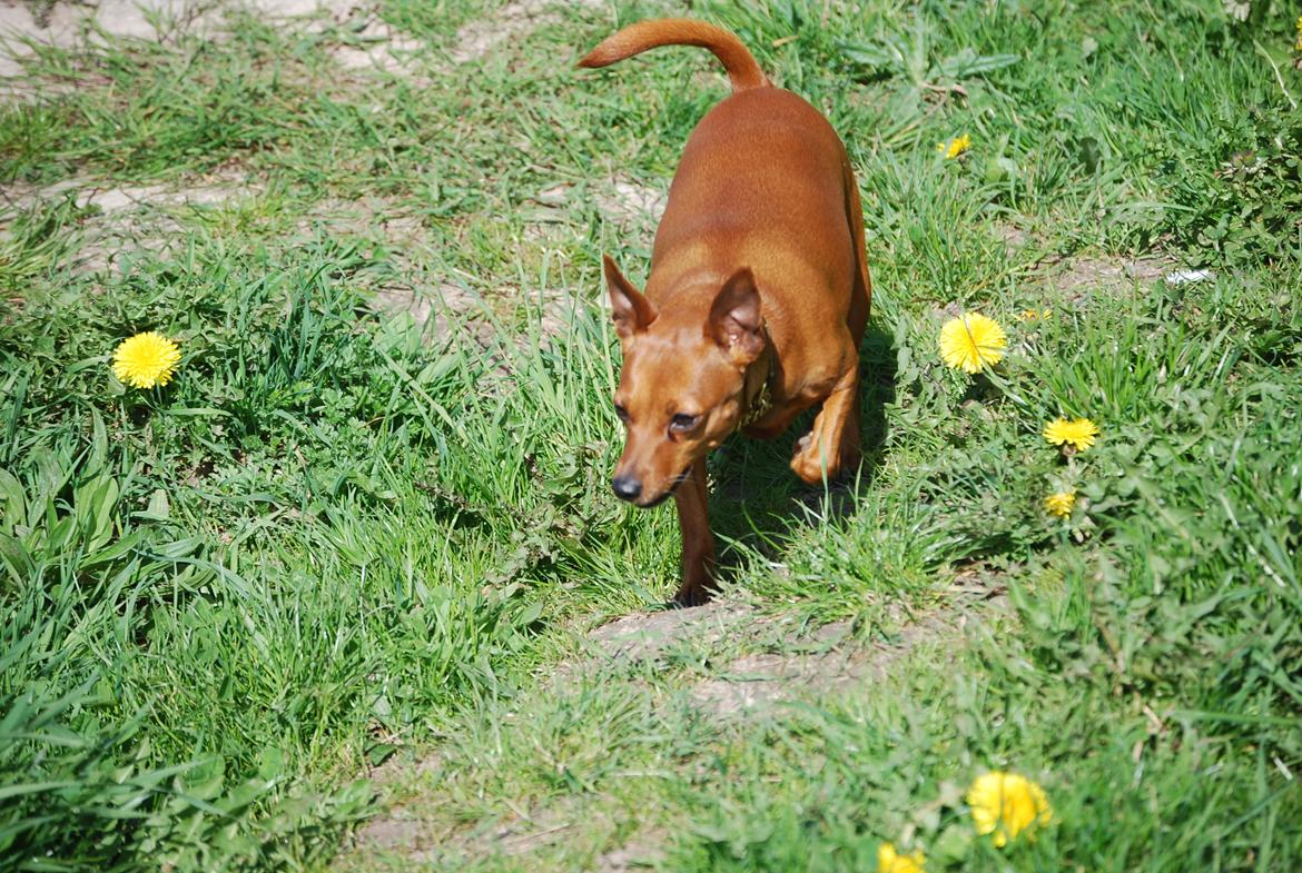 Dvaergpinscher Baily billede 17