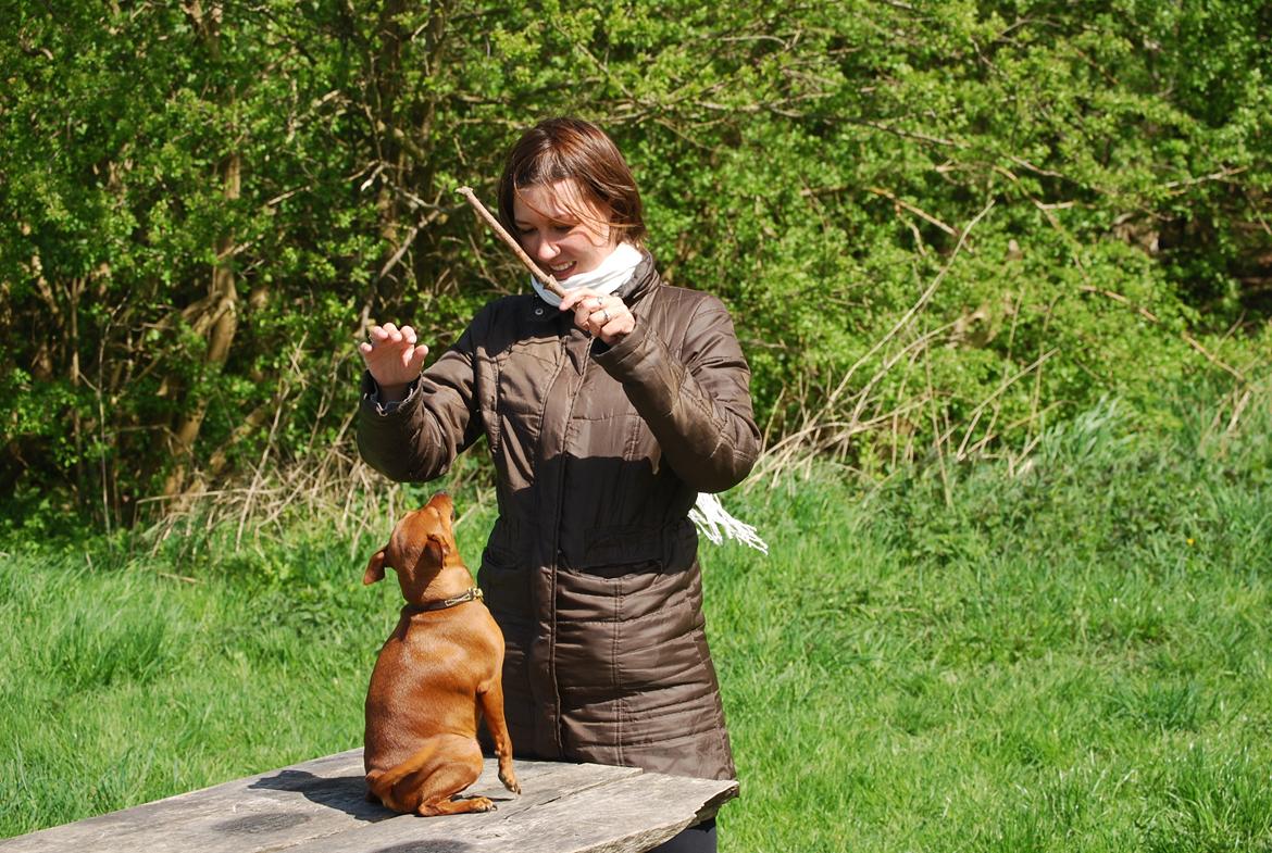 Dvaergpinscher Baily billede 18