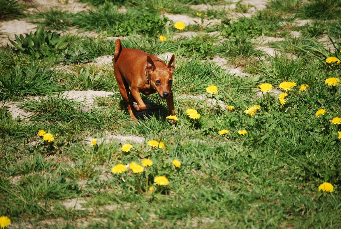 Dvaergpinscher Baily billede 19
