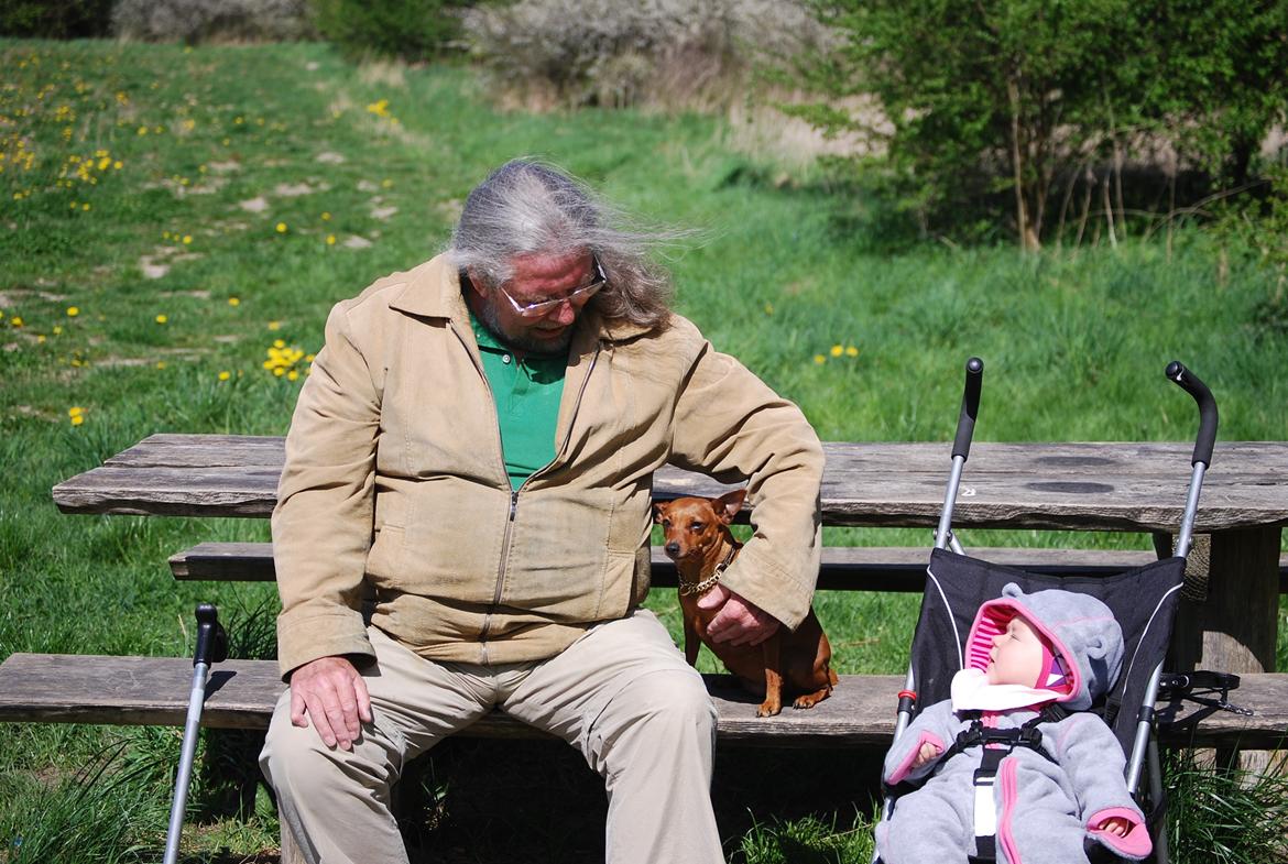 Dvaergpinscher Baily billede 20