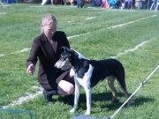 Collie korthåret Herletta's Gastong A.k.a Turbo billede 1