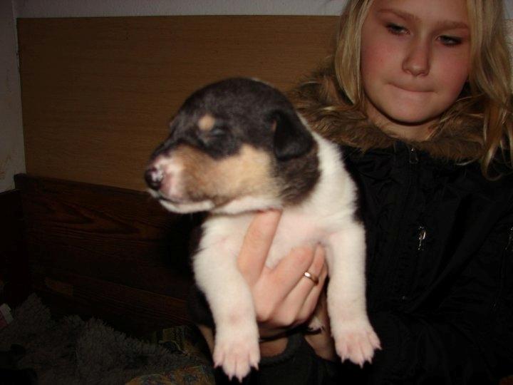 Collie korthåret Herletta's Gastong A.k.a Turbo billede 2