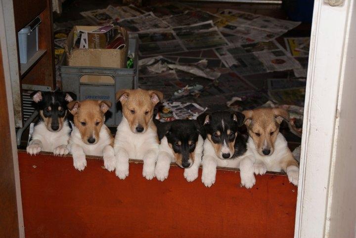 Collie korthåret Herletta's Gastong A.k.a Turbo billede 8