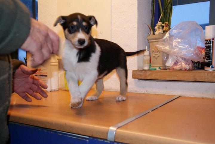 Collie korthåret Herletta's Gastong A.k.a Turbo billede 4