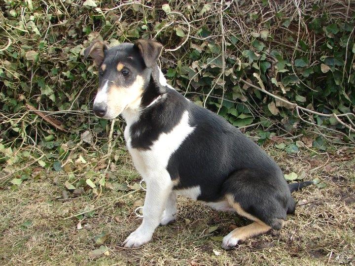 Collie korthåret Herletta's Gastong A.k.a Turbo billede 5