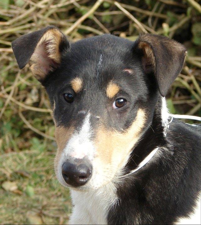 Collie korthåret Herletta's Gastong A.k.a Turbo billede 7