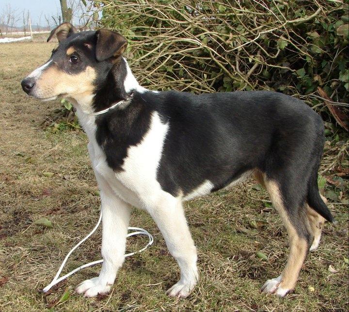 Collie korthåret Herletta's Gastong A.k.a Turbo billede 6