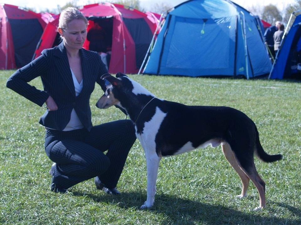 Collie korthåret Herletta's Gastong A.k.a Turbo billede 15