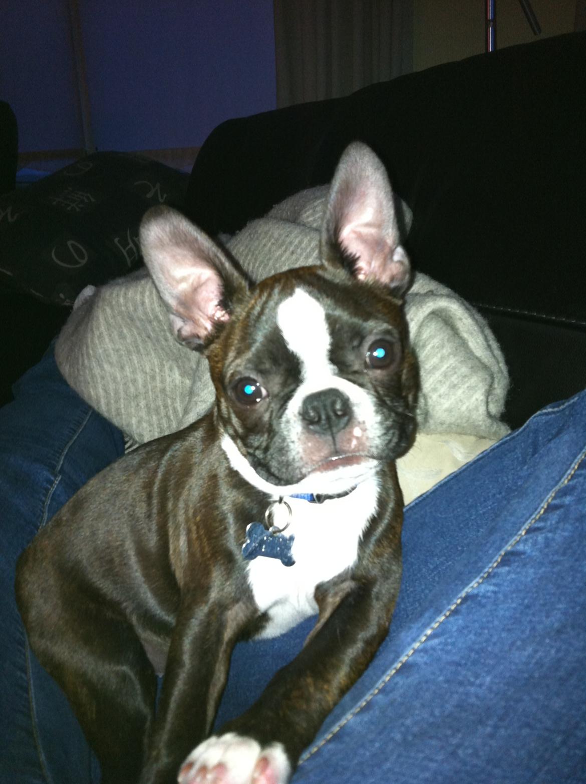 Boston terrier Milo billede 10