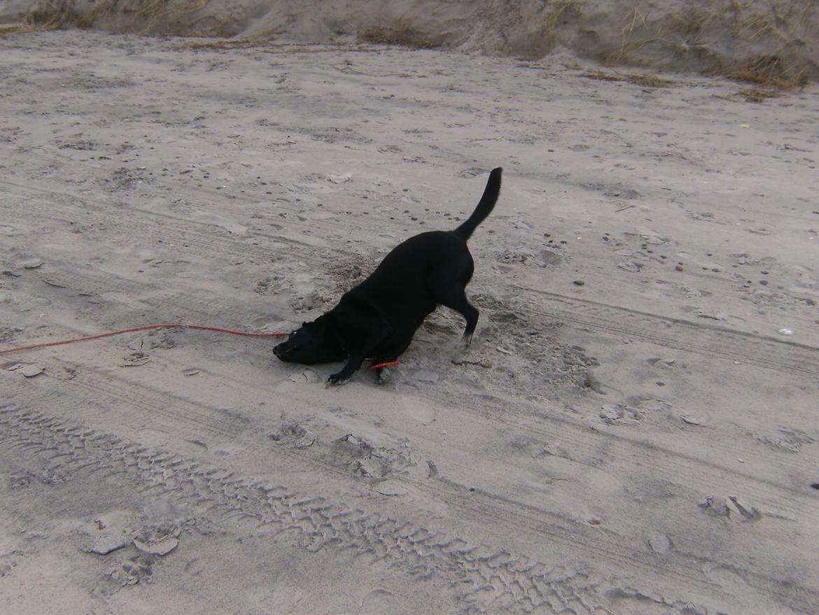 Labrador retriever Molly billede 12