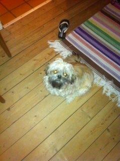 Shih tzu fiona<3<3 billede 6