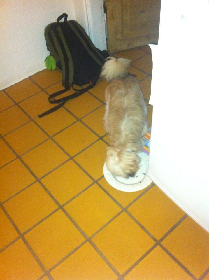 Shih tzu fiona<3<3 billede 7