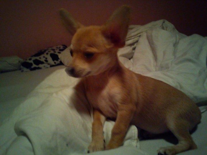 Blanding af racer Gizmo - Bette bebs - inden jeg fik ham hjem :-)  billede 18